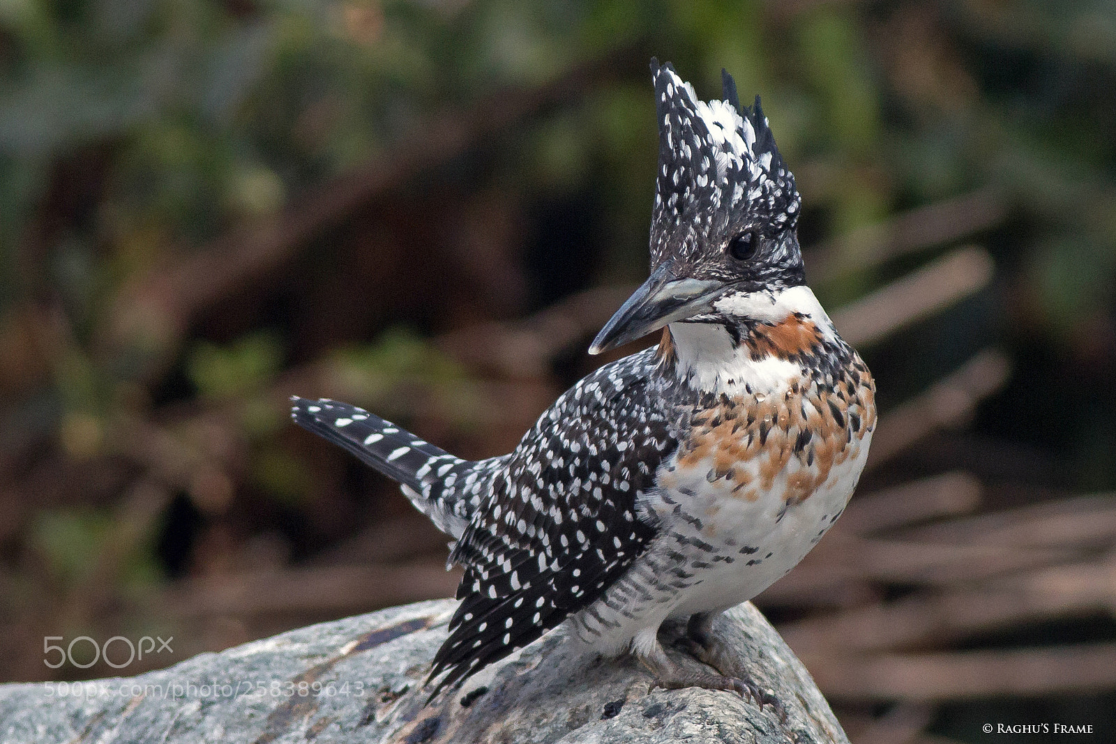 Canon EOS 70D sample photo. Crested kingfisher photography