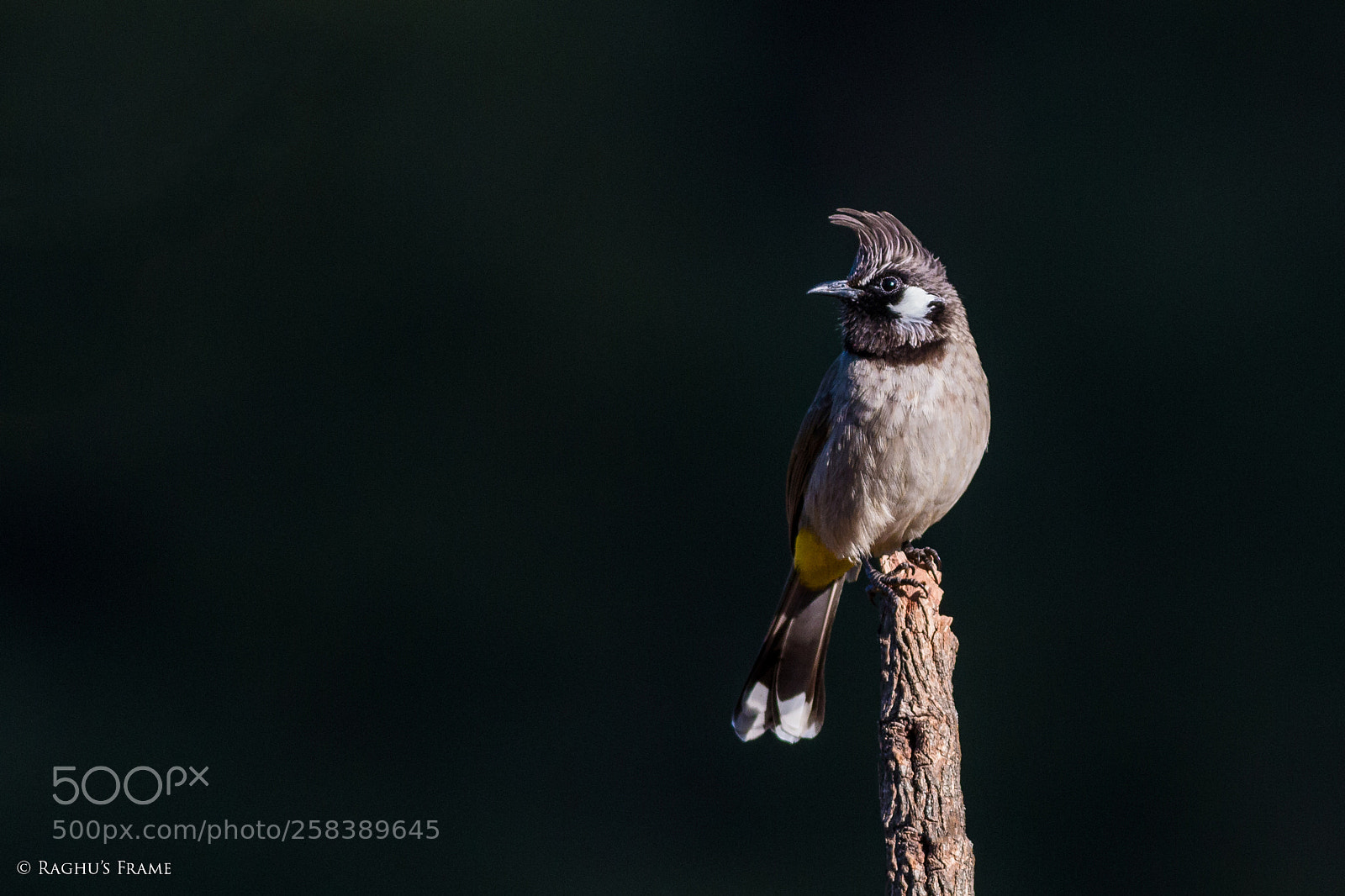 Canon EOS 70D sample photo. Himalayan bulbul photography