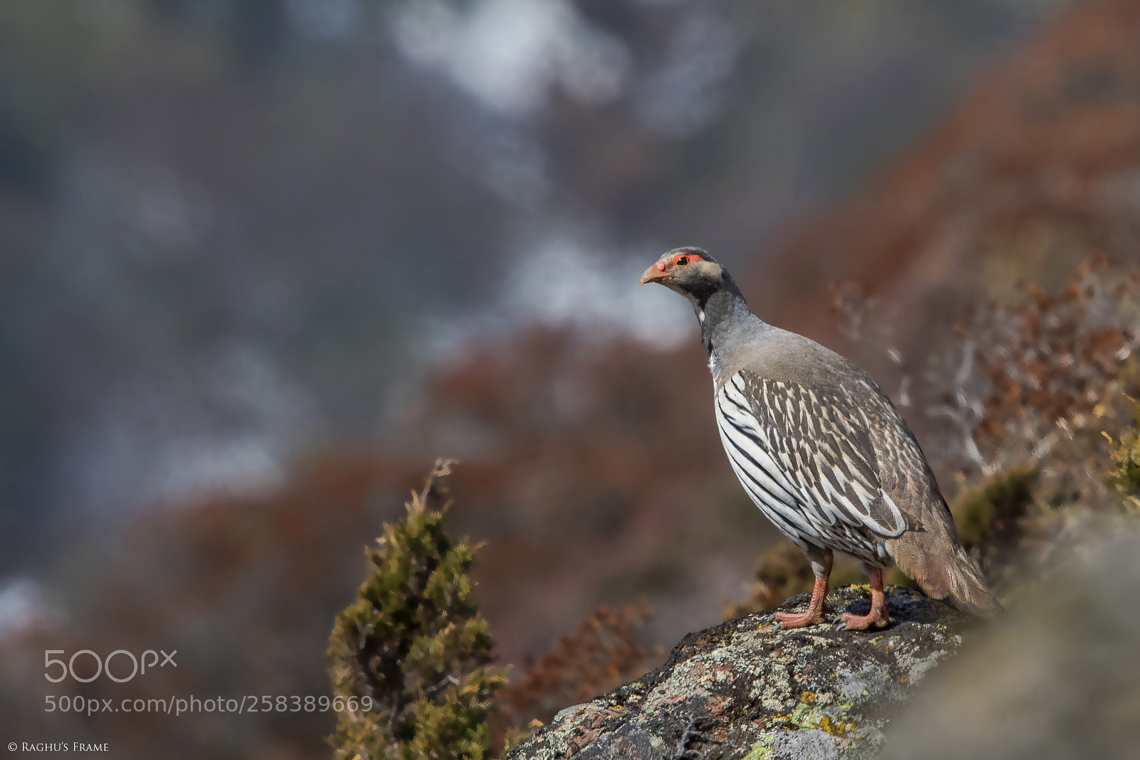 Canon EOS 7D Mark II sample photo. Tibetan snowcock photography