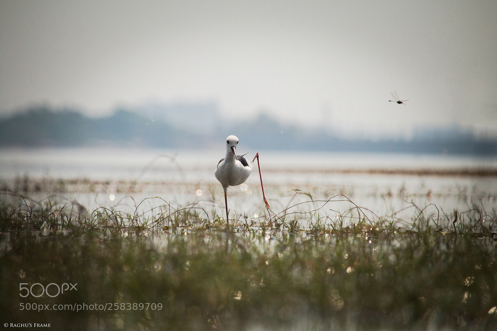Canon EOS 70D sample photo. Black winged stilt photography