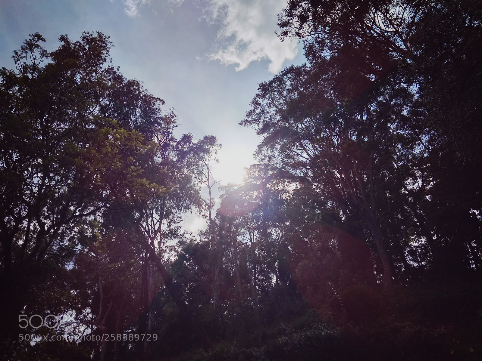 Xiaomi Redmi 4A sample photo. Tree sky lights at photography