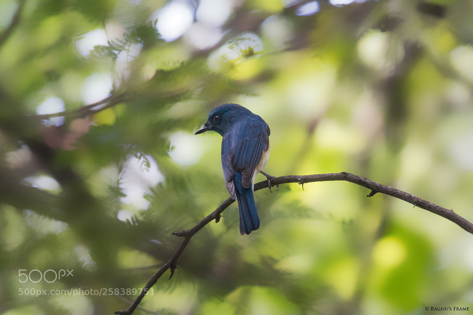 Canon EOS 70D sample photo. Blue throated blue flycatcher photography