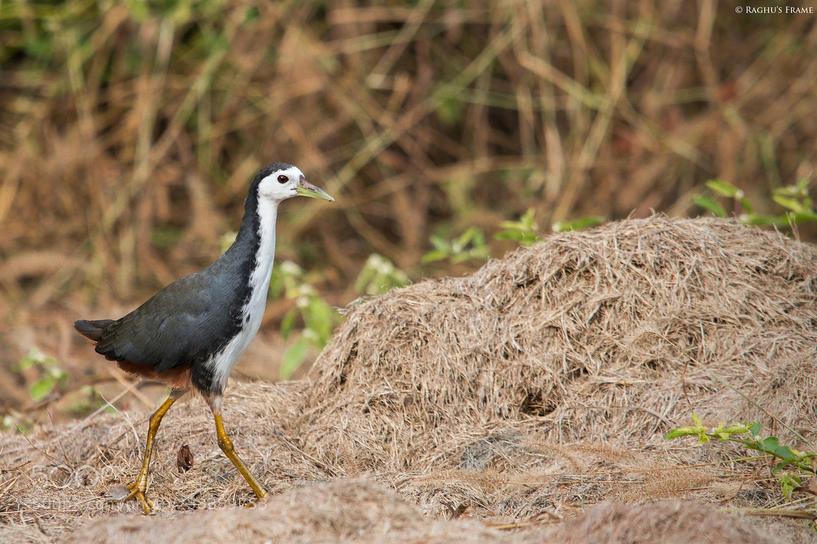 Canon EOS 70D sample photo. White breasted waterhen photography