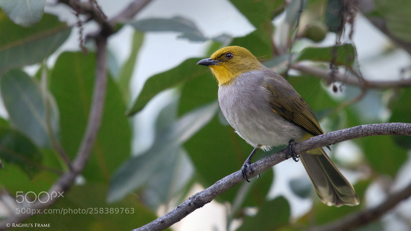 Canon EOS 70D sample photo. Yellow throated bulbul photography