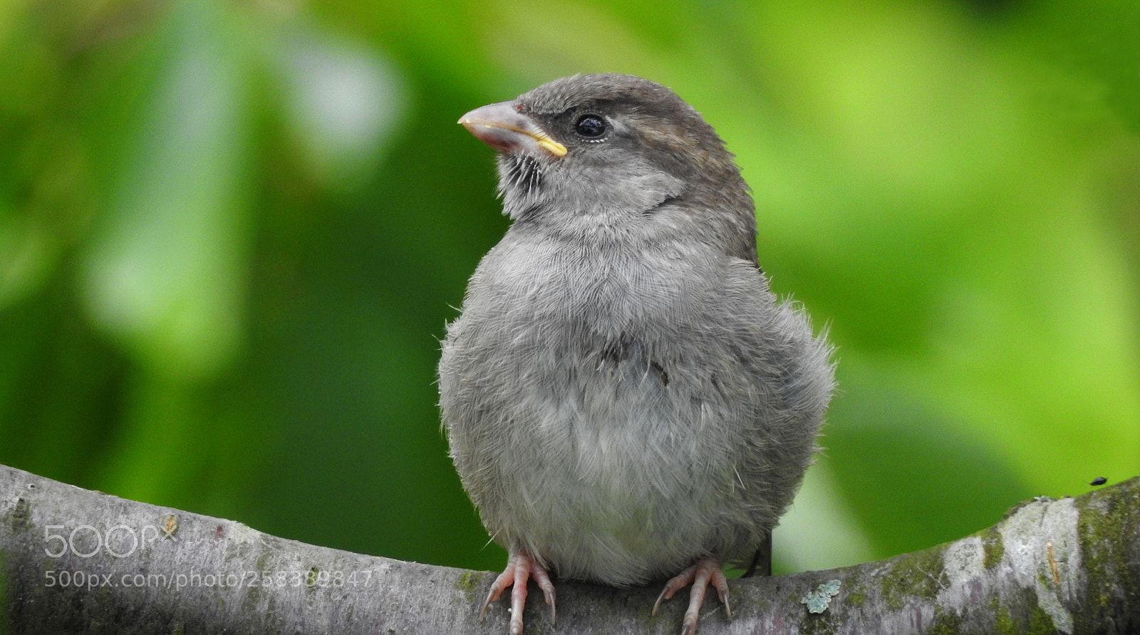 Nikon Coolpix P900 sample photo. Kleiner spatz, seit kurzem photography