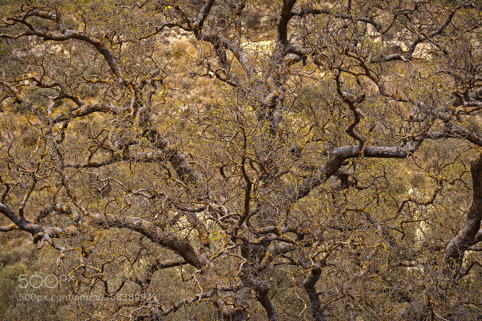 Nikon D700 sample photo. Tree portrait photography
