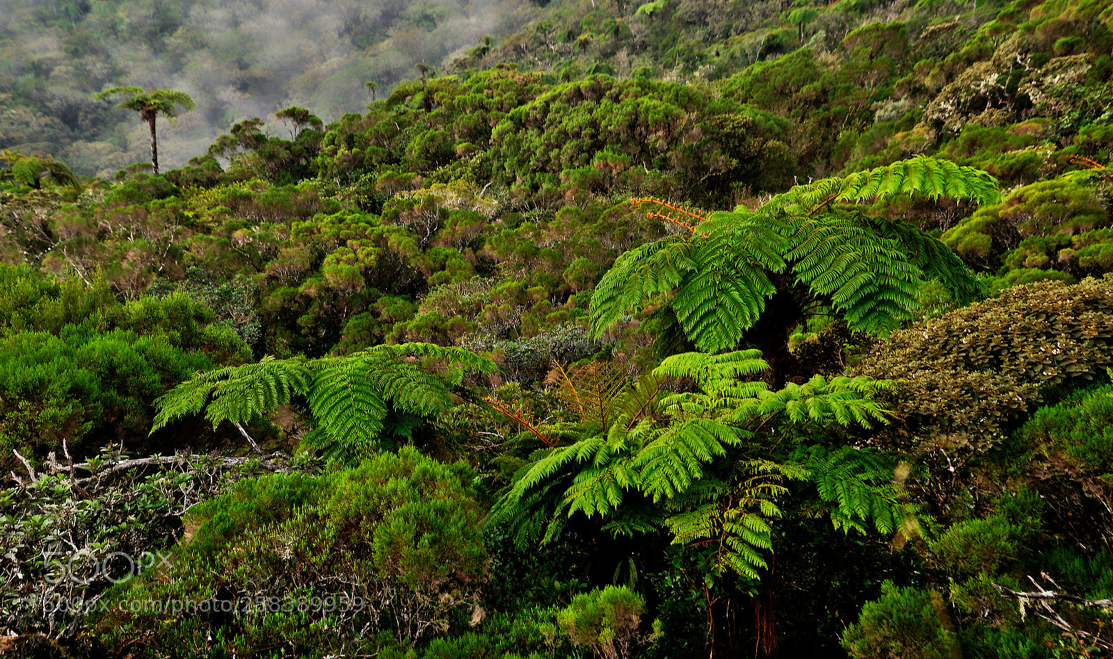 Nikon D7000 sample photo. Foret primaire d'altitude photography