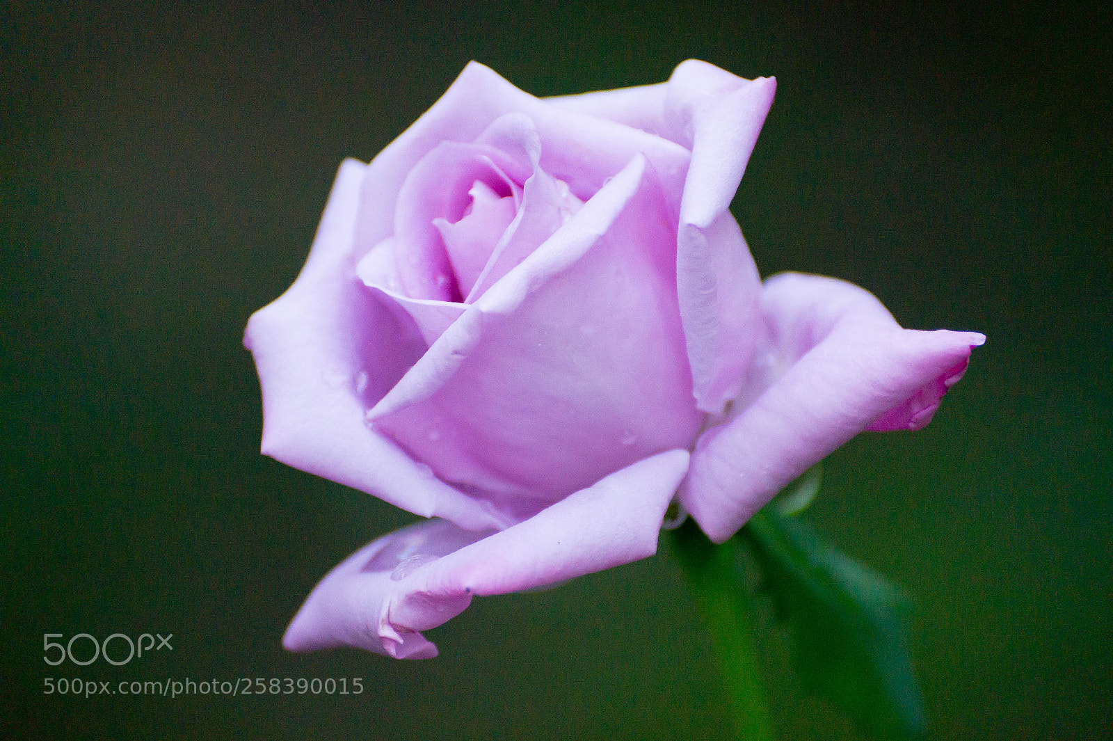 Sony SLT-A58 sample photo. Purple rose photography