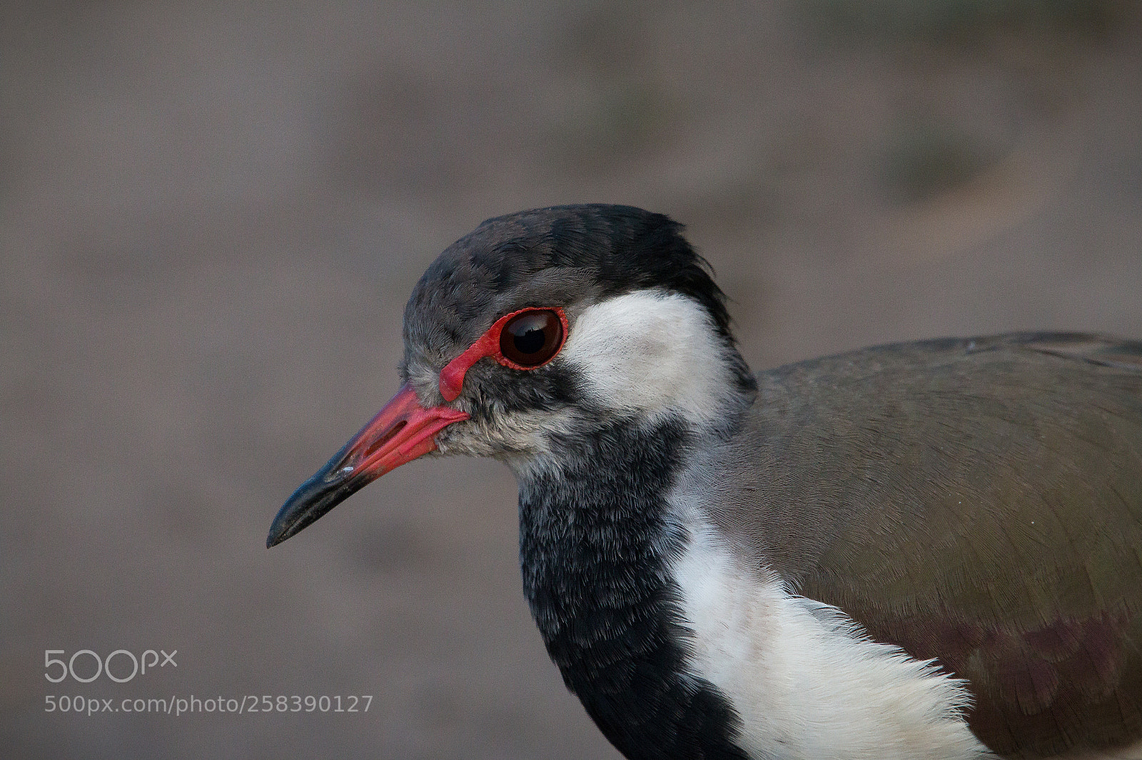 Canon EOS 70D sample photo. Red wattled lapwing photography