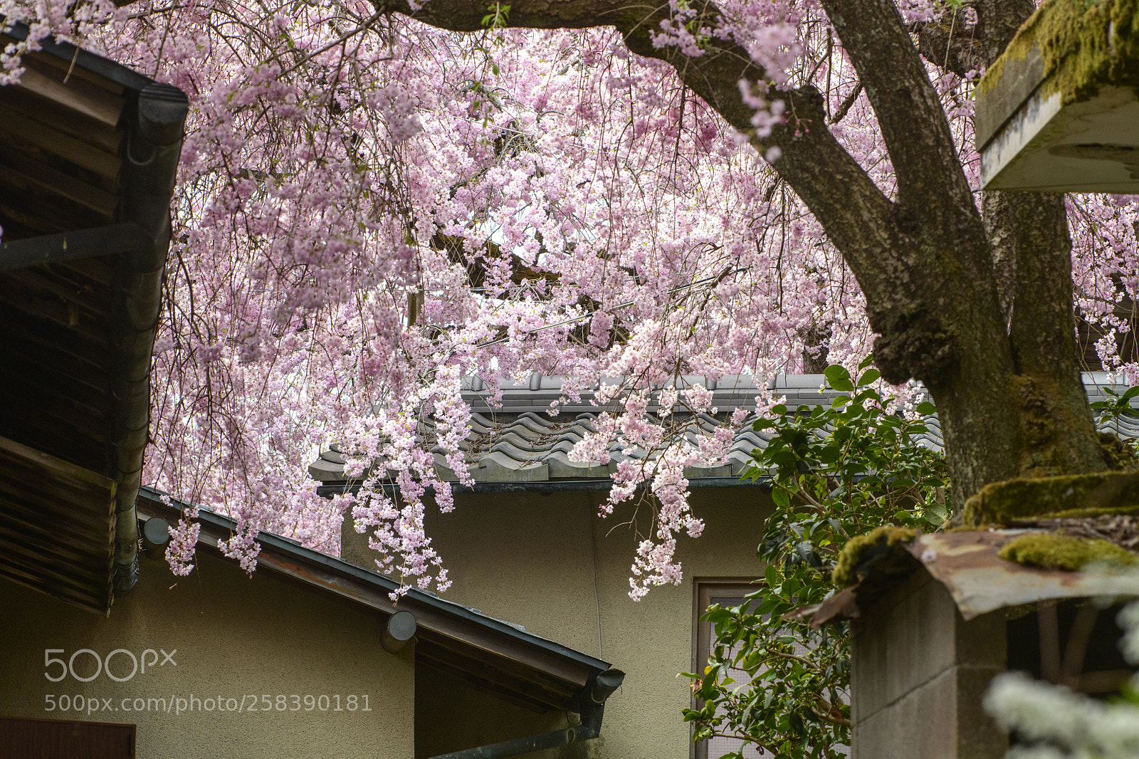 Nikon D850 sample photo. Cherry blossom photography