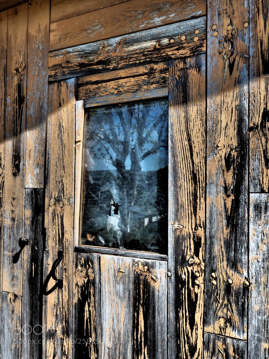 Olympus OM-D E-M5 II sample photo. L'arbre dans la vitre photography