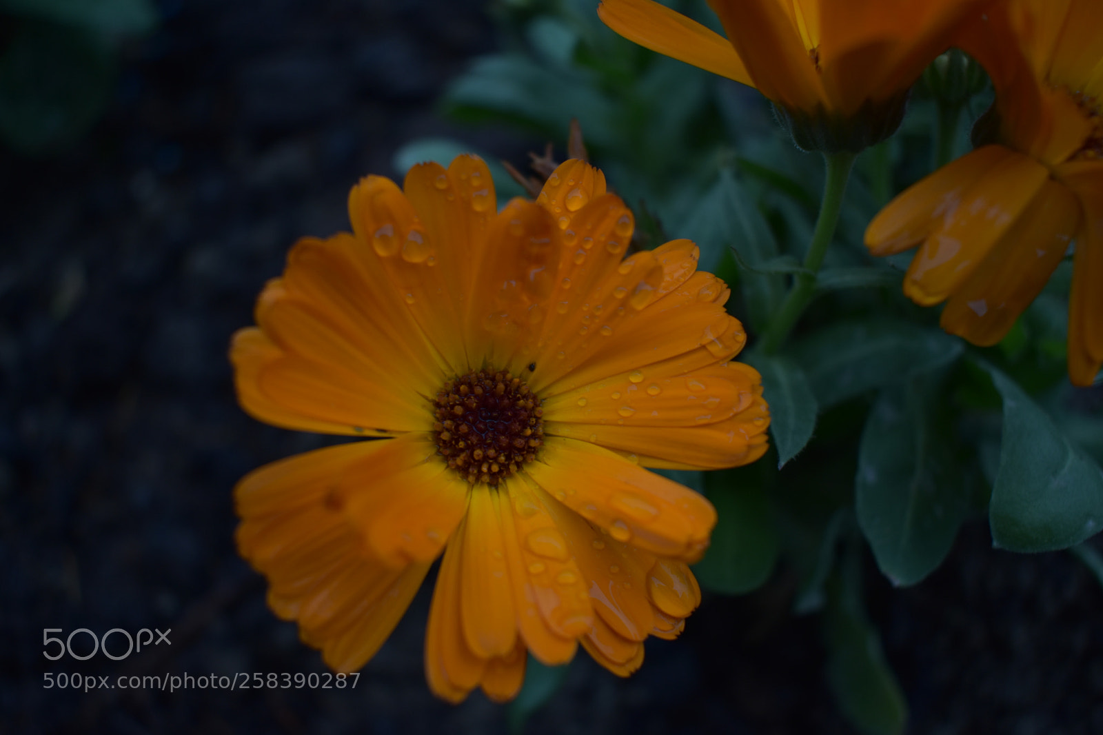 Nikon D3400 sample photo. Wety flower photography