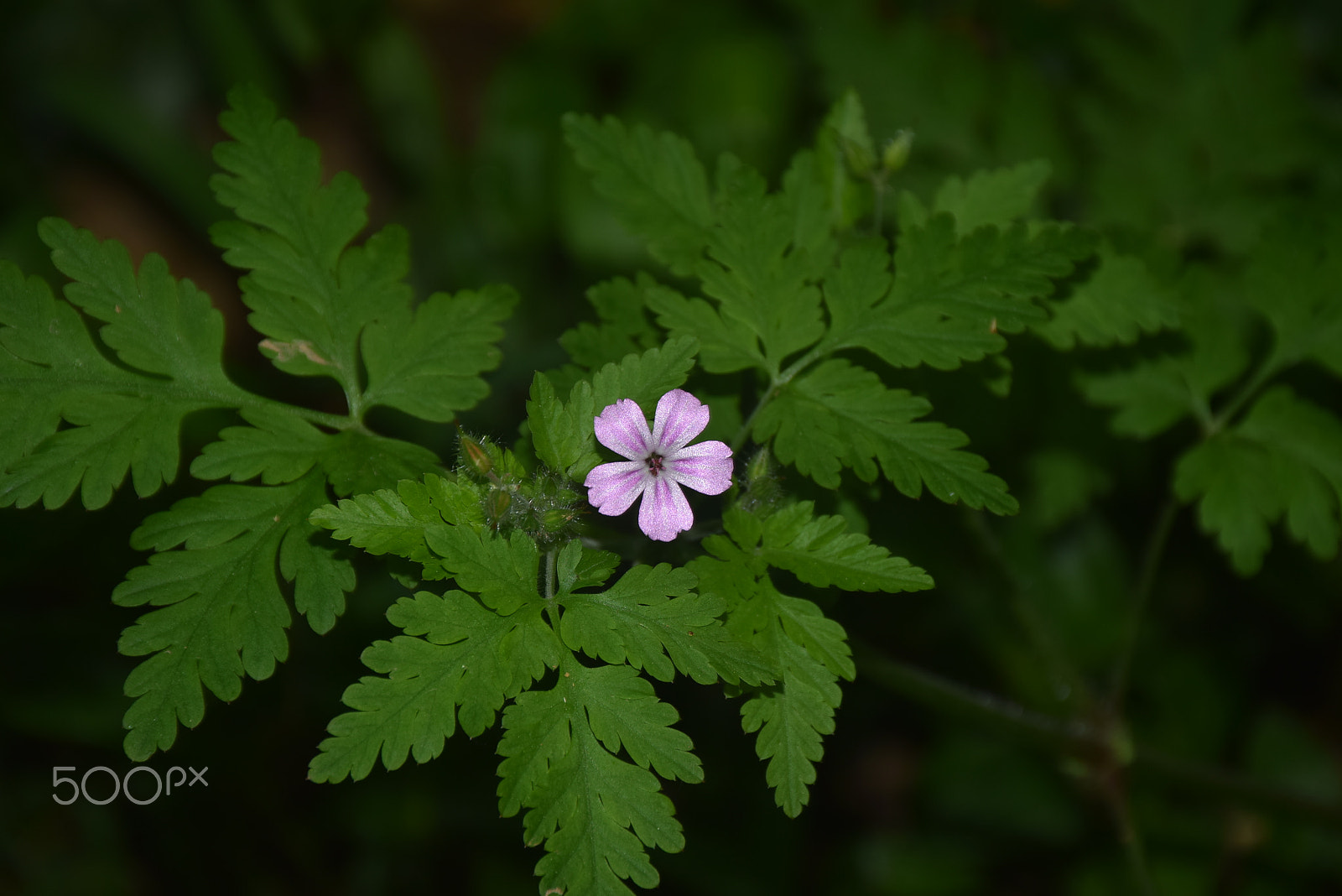 Nikon D5300 sample photo. The little flower photography