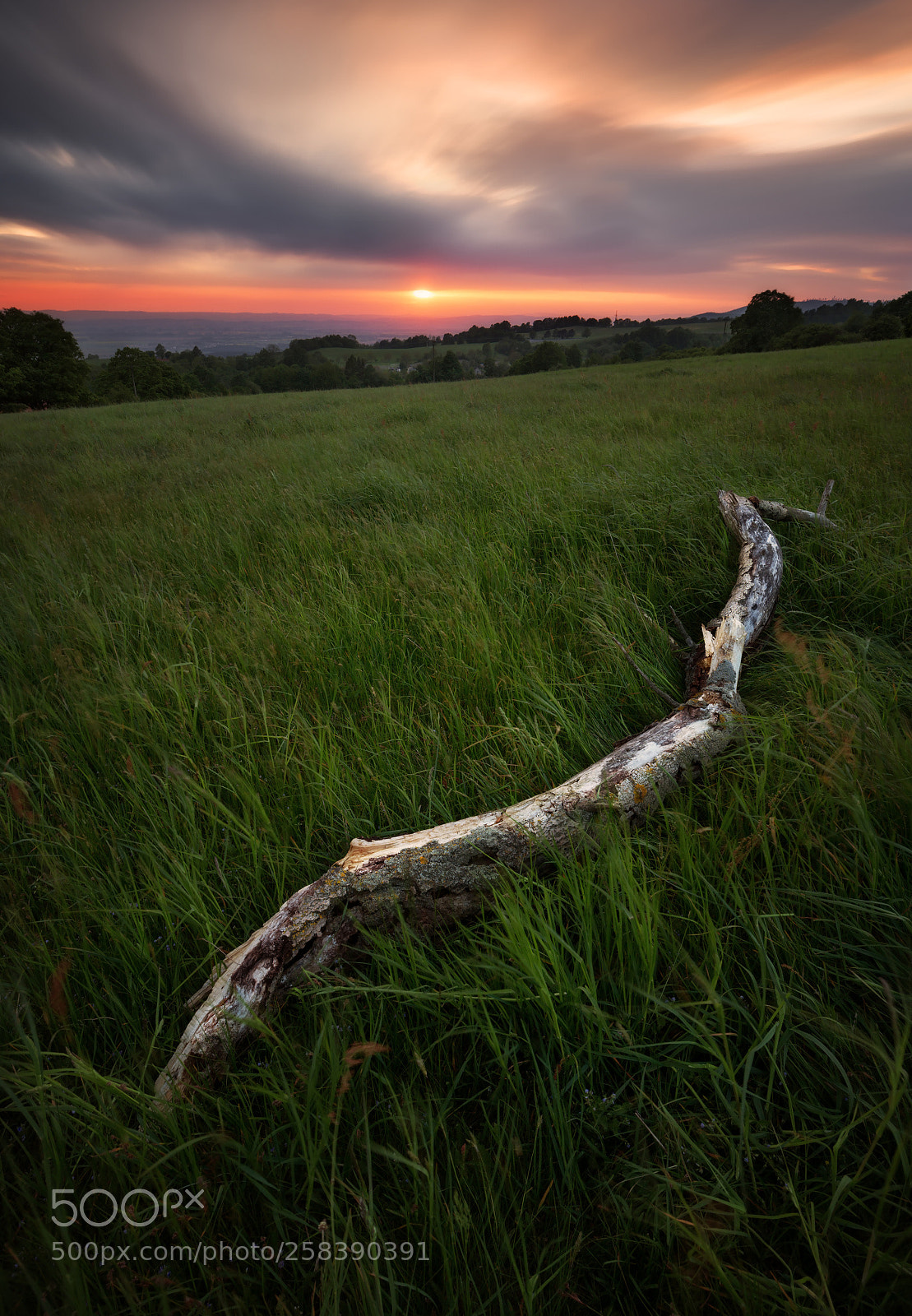 Canon EOS 6D sample photo. Wooden snake ii. photography