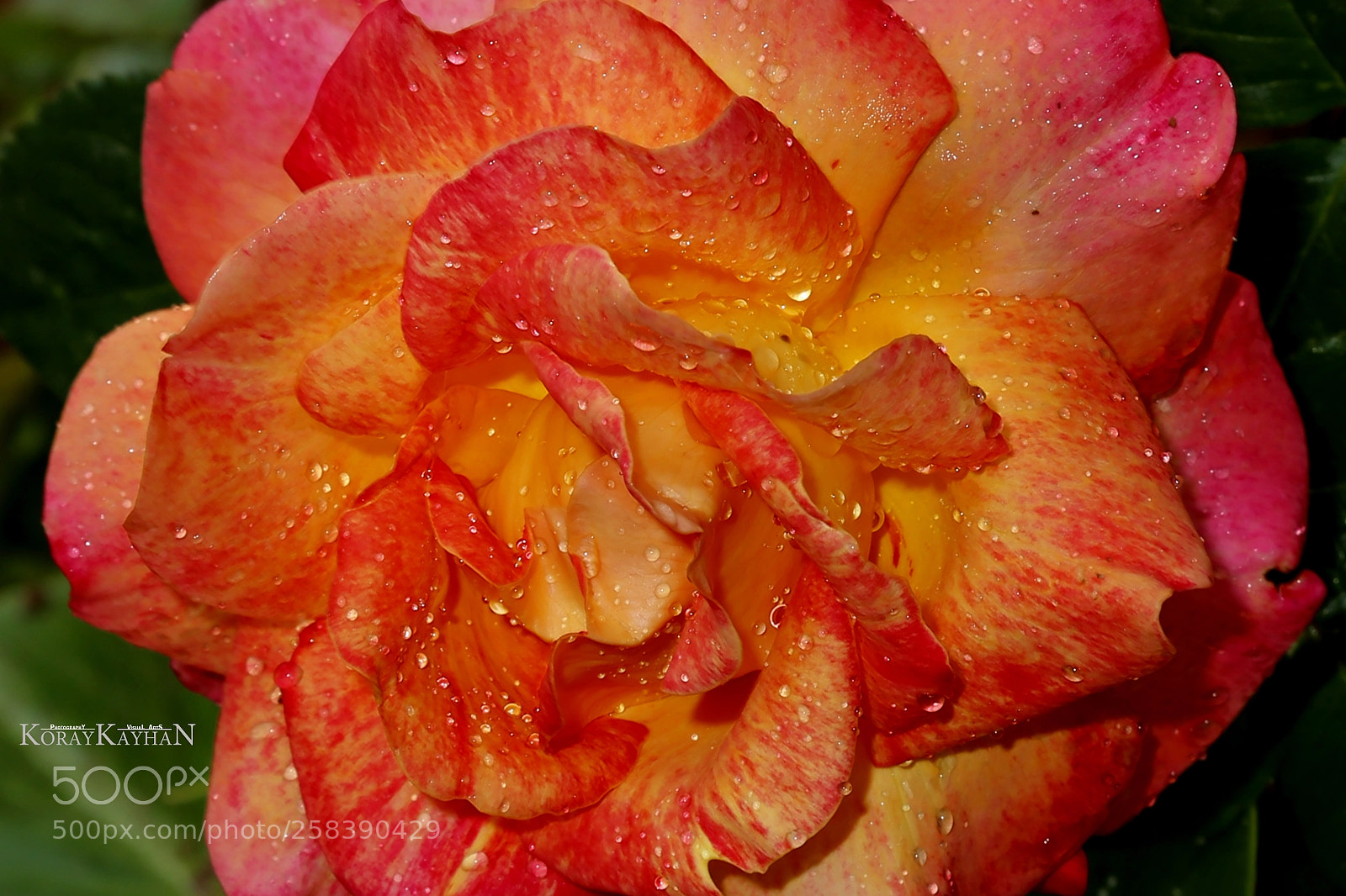 Canon EOS 6D sample photo. Gül (rainy rose) photography