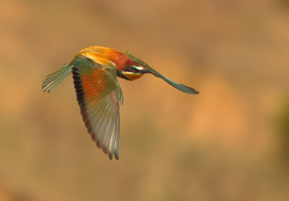 Canon EF 300mm F4L IS USM sample photo. Bee-eater in flight photography
