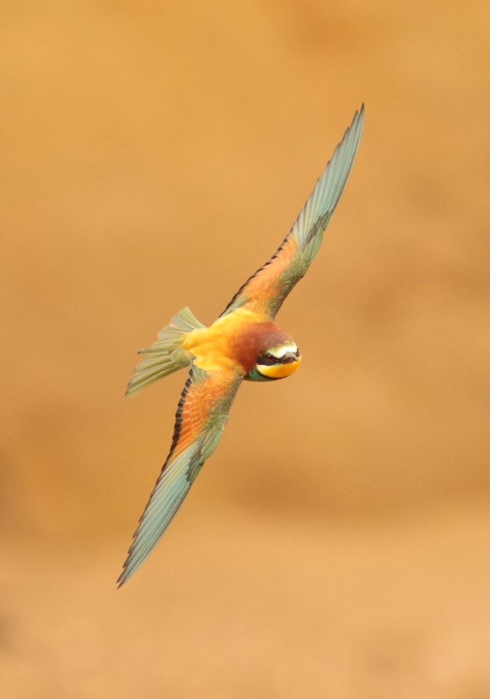 Canon EOS 7D Mark II + Canon EF 300mm F4L IS USM sample photo. Bee-eater in flight photography