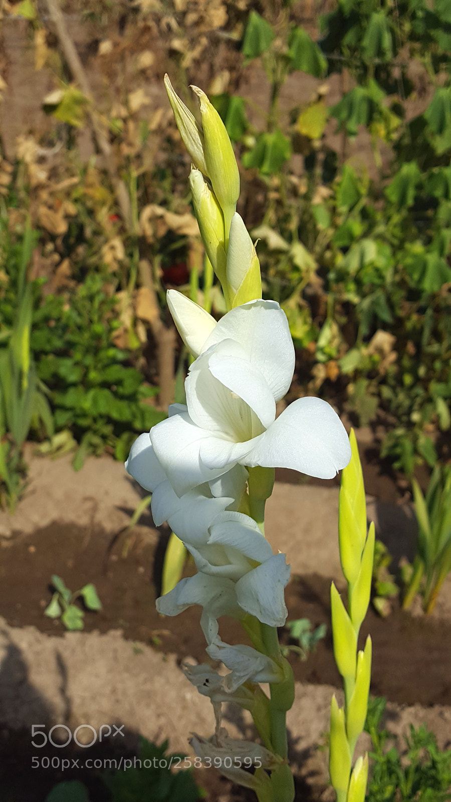 Samsung GALAXY S6 edge sample photo. 20170722_165337.jpg photography