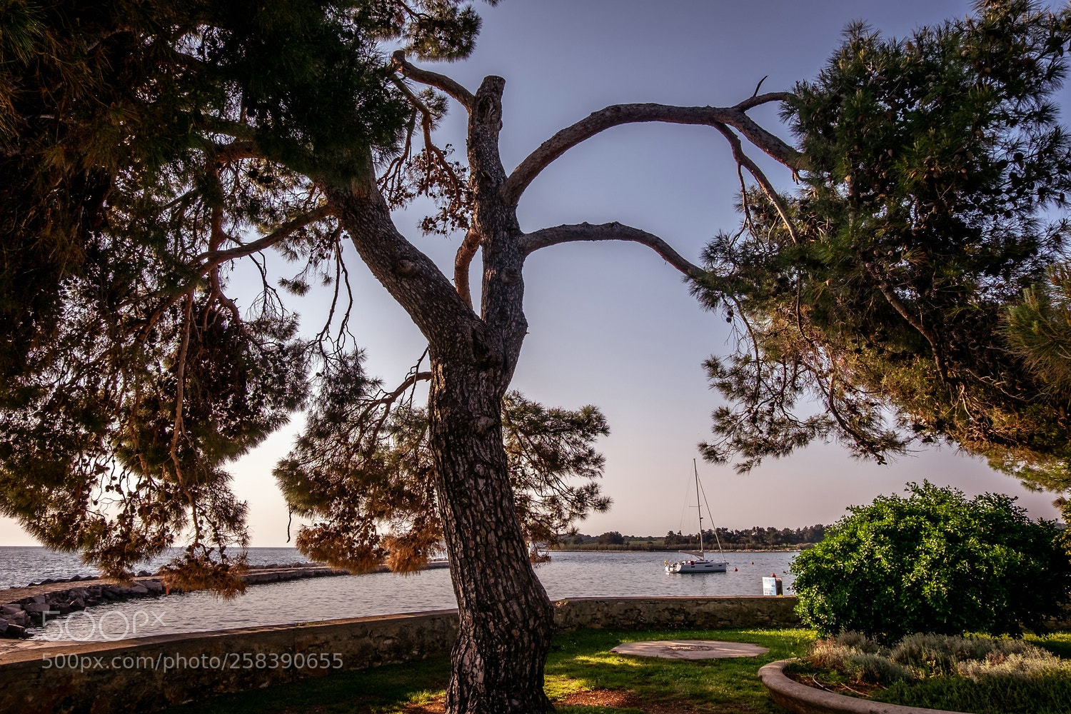 Fujifilm X-T10 sample photo. Tree photography