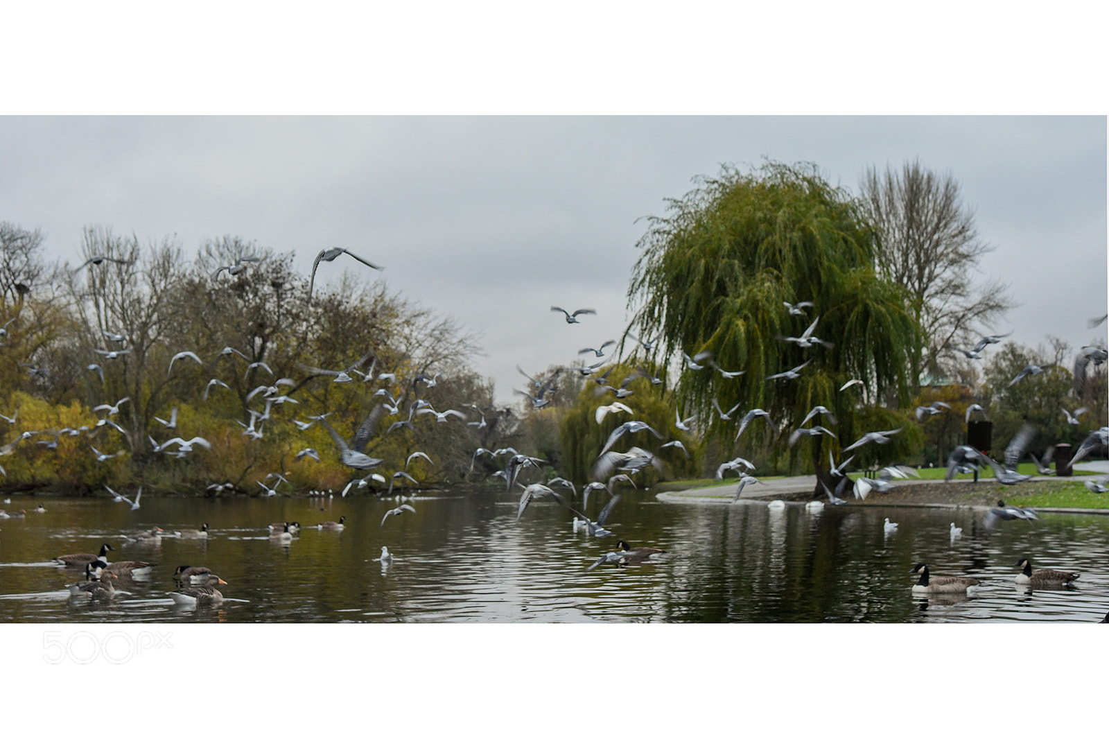 Nikon D750 sample photo. Regent's park photography