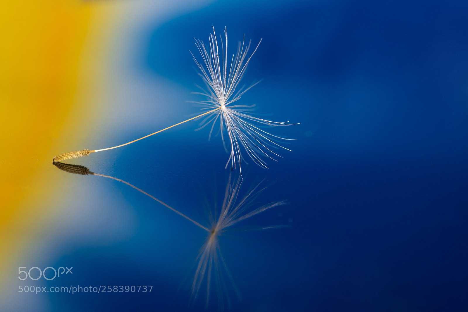 Nikon D7200 sample photo. Sunny dandelion photography