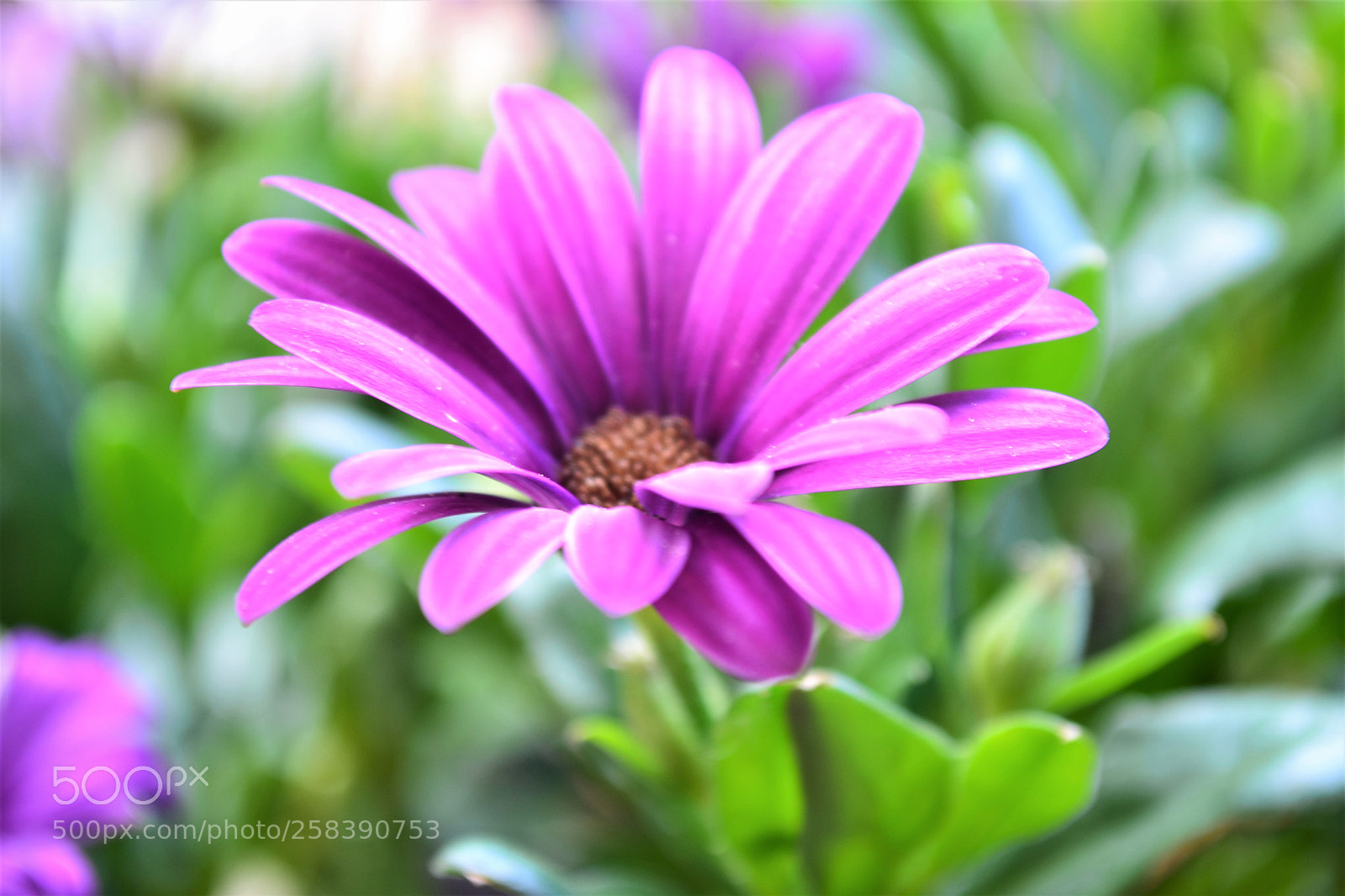 Nikon D3100 sample photo. Bokeh photography
