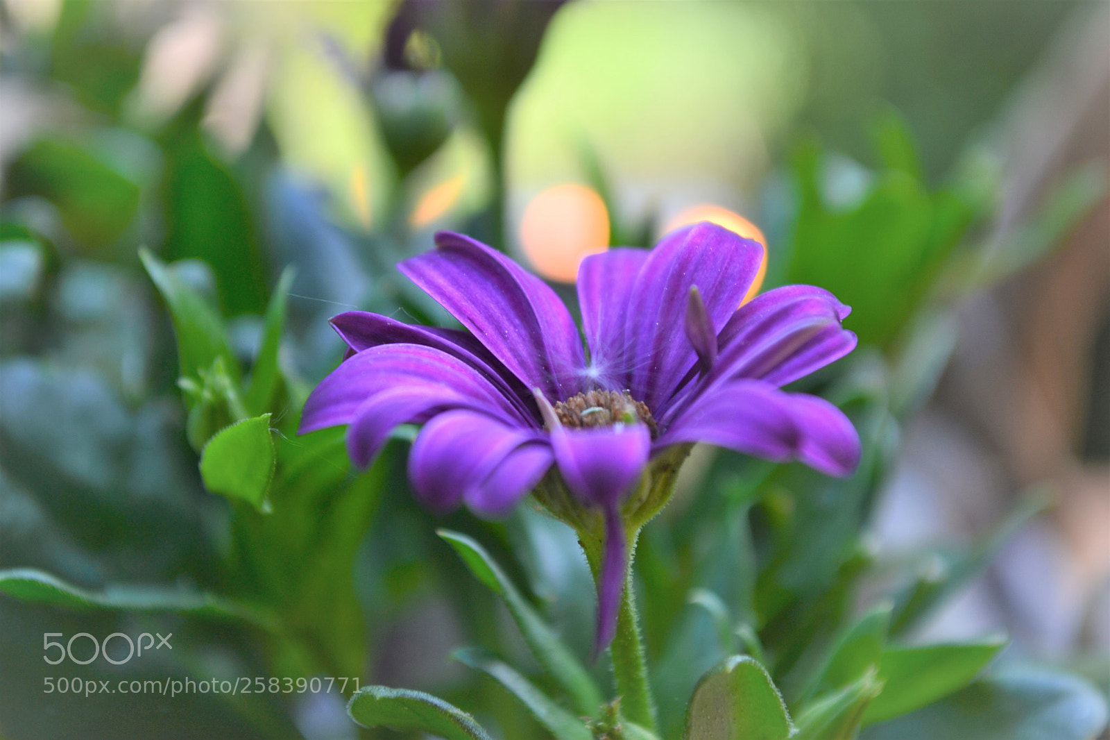 Nikon D3100 sample photo. Bokeh photography