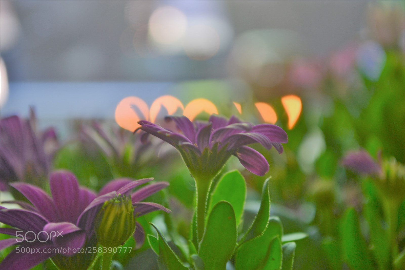Nikon D3100 sample photo. Bokeh photography