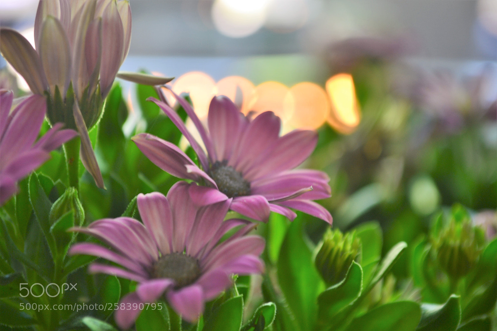 Nikon D3100 sample photo. Bokeh photography