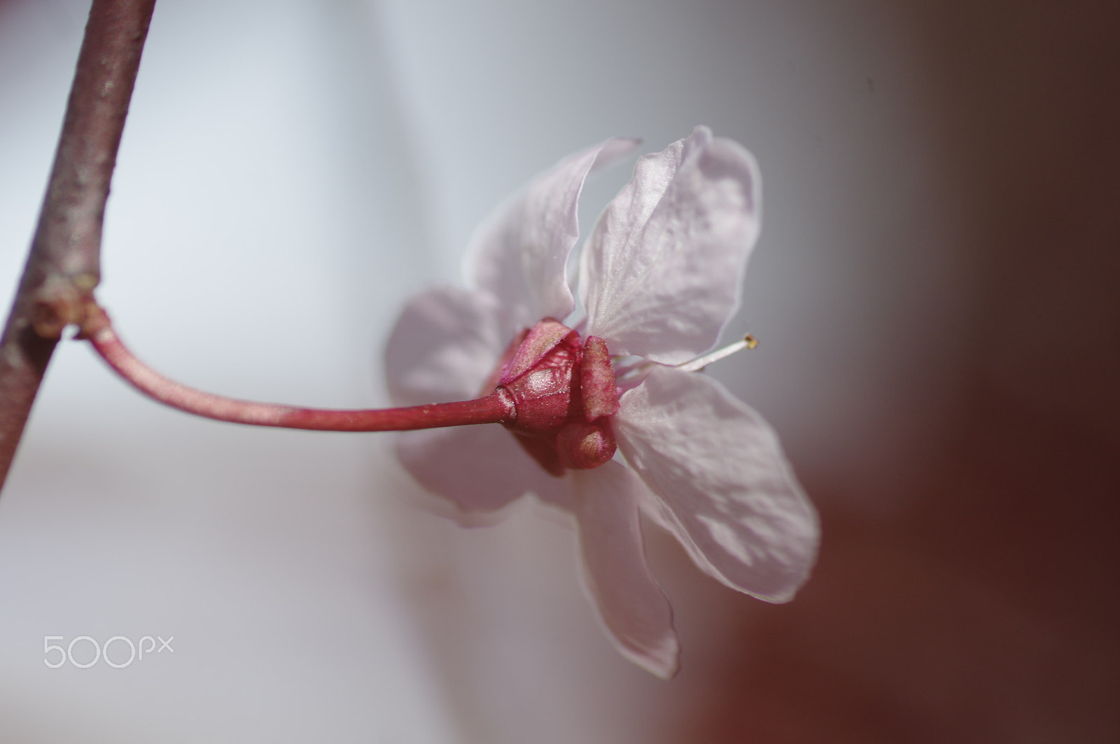 Pentax smc D-FA 100mm F2.8 Macro WR sample photo. Backlight photography