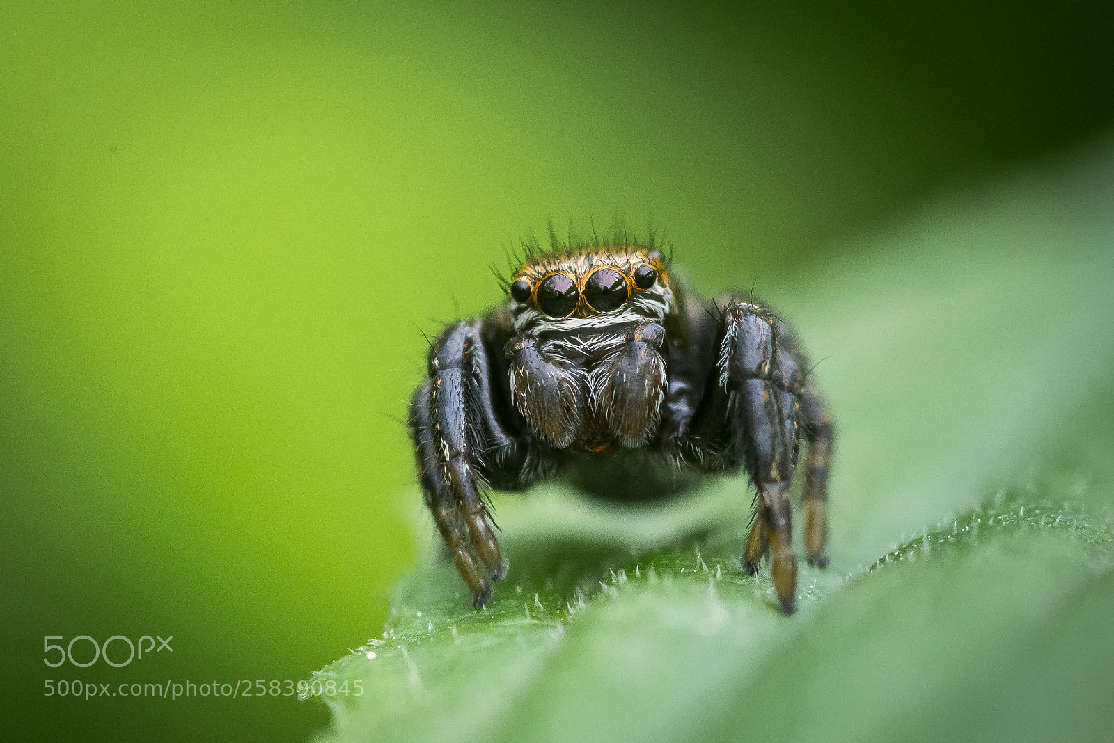 Nikon D7200 sample photo. Spider photography
