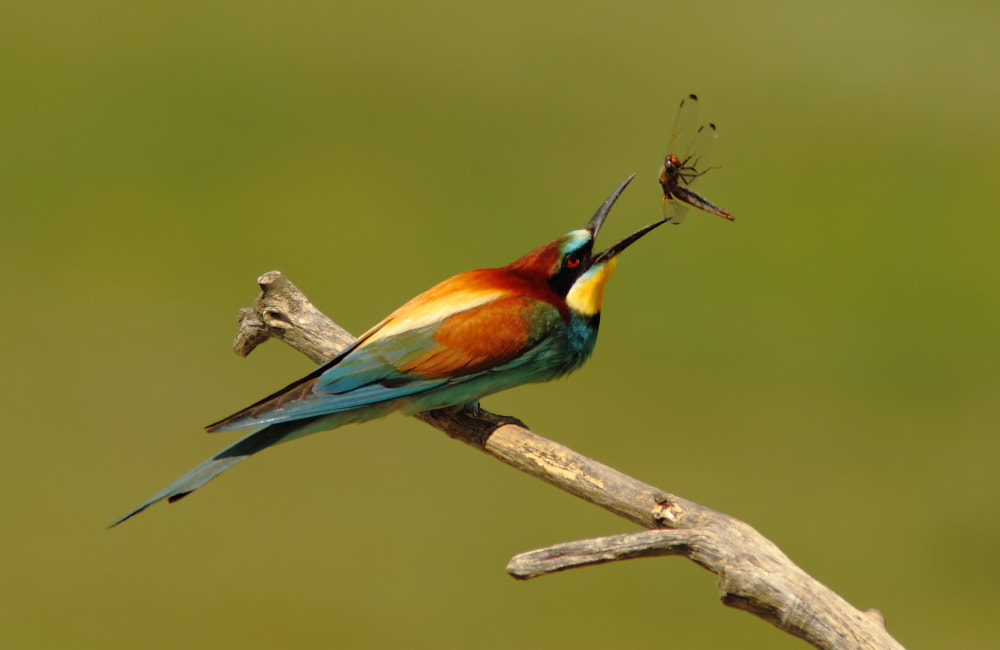 Canon EOS 7D Mark II + Canon EF 300mm F4L IS USM sample photo. Bee-eater eating dragonfly photography