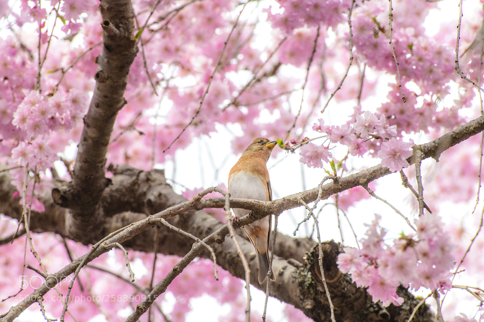 Nikon D850 sample photo. Sakura and sparrow 櫻花與花雀 photography