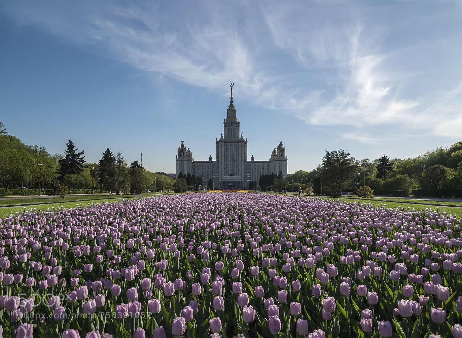 Sony a6300 sample photo. Tulips at moscow state photography