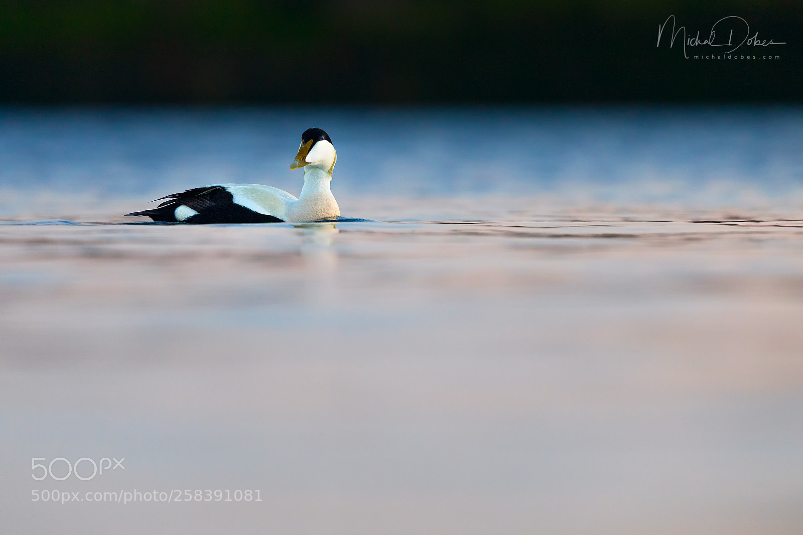 Canon EOS 5D Mark IV sample photo. Common eider photography