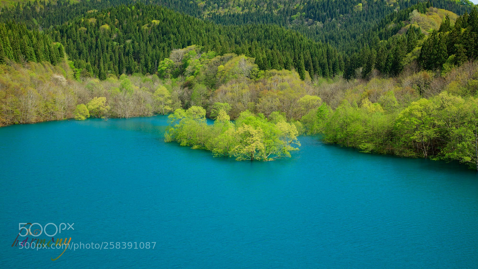 Canon EOS 5DS sample photo. Small tree island in photography