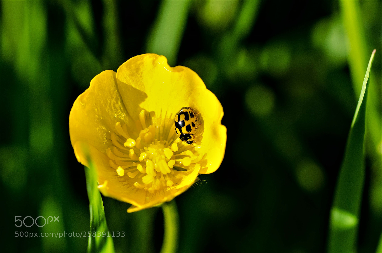 Nikon D7000 sample photo. A yellow and black photography