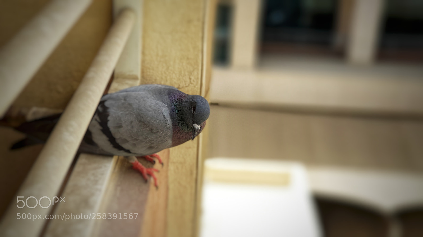 Samsung Galaxy S9+ sample photo. Untitled photography