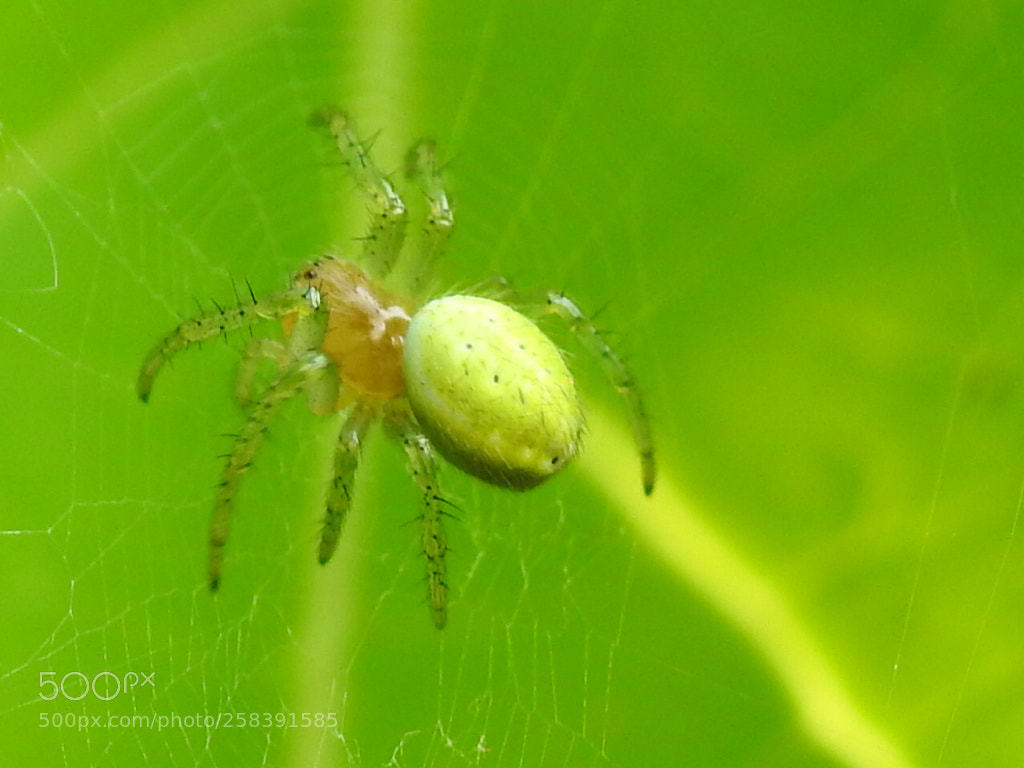 Nikon Coolpix P900 sample photo. Green spider photography