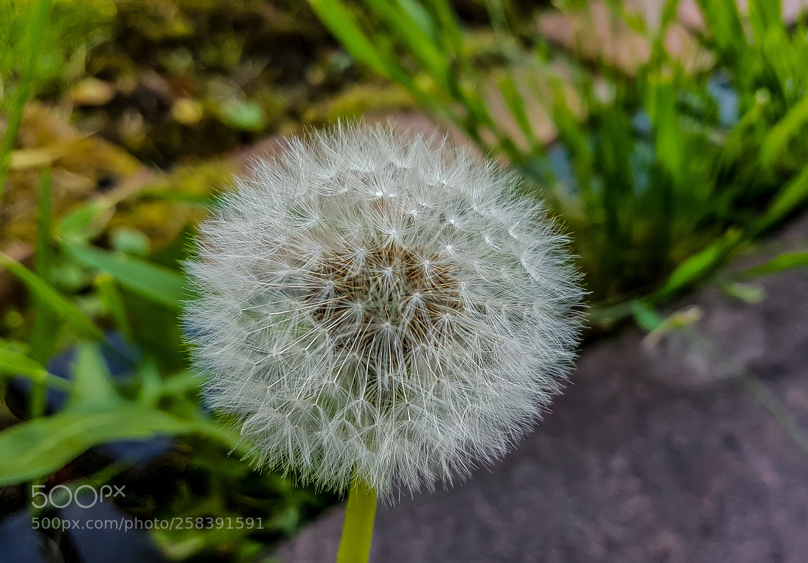 Samsung Galaxy S7 sample photo. Dandelion seed head (1) photography
