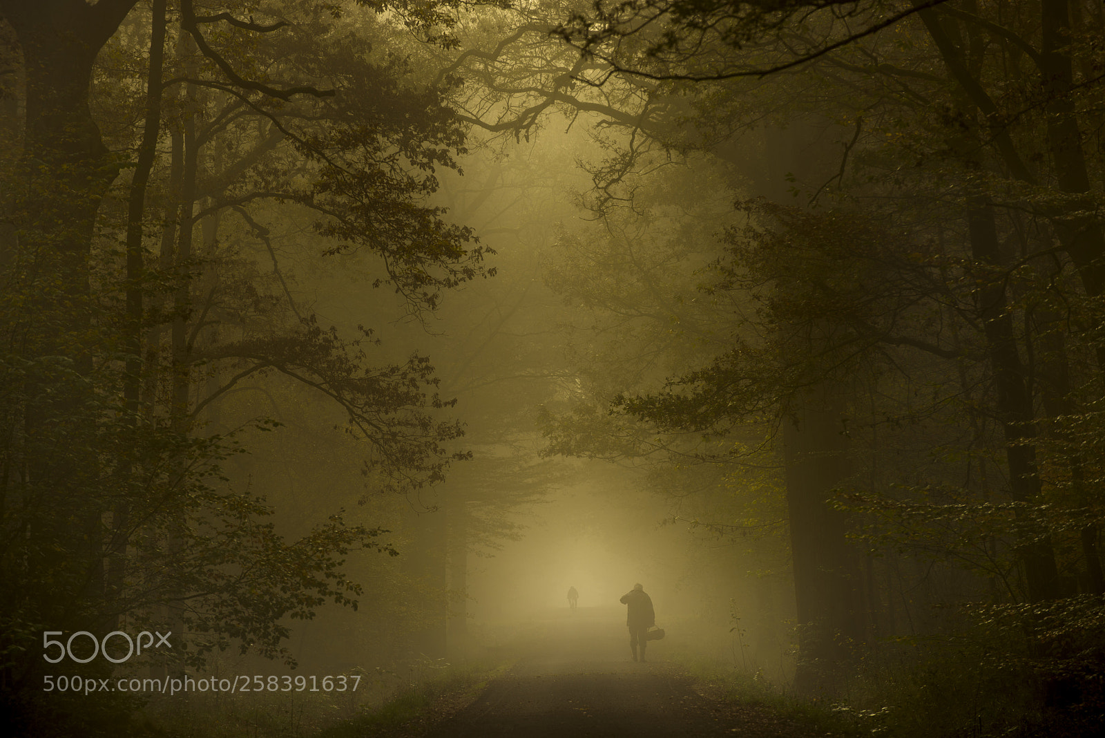 Nikon D810 sample photo. Mushroom hunting in the photography