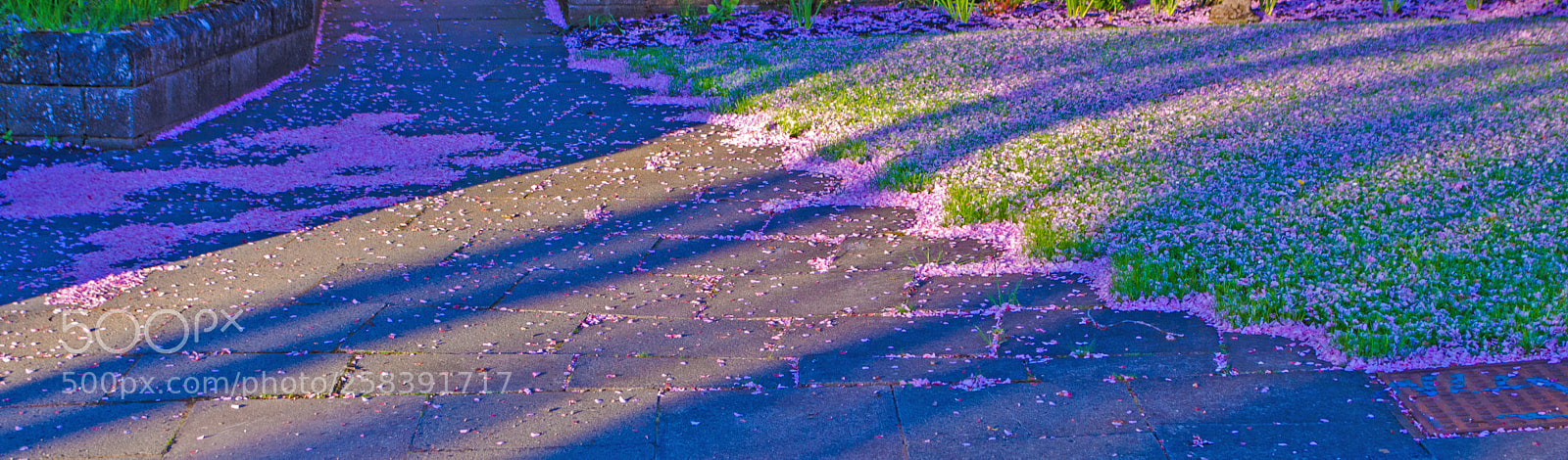 Nikon D5100 sample photo. Petals blizzard photography