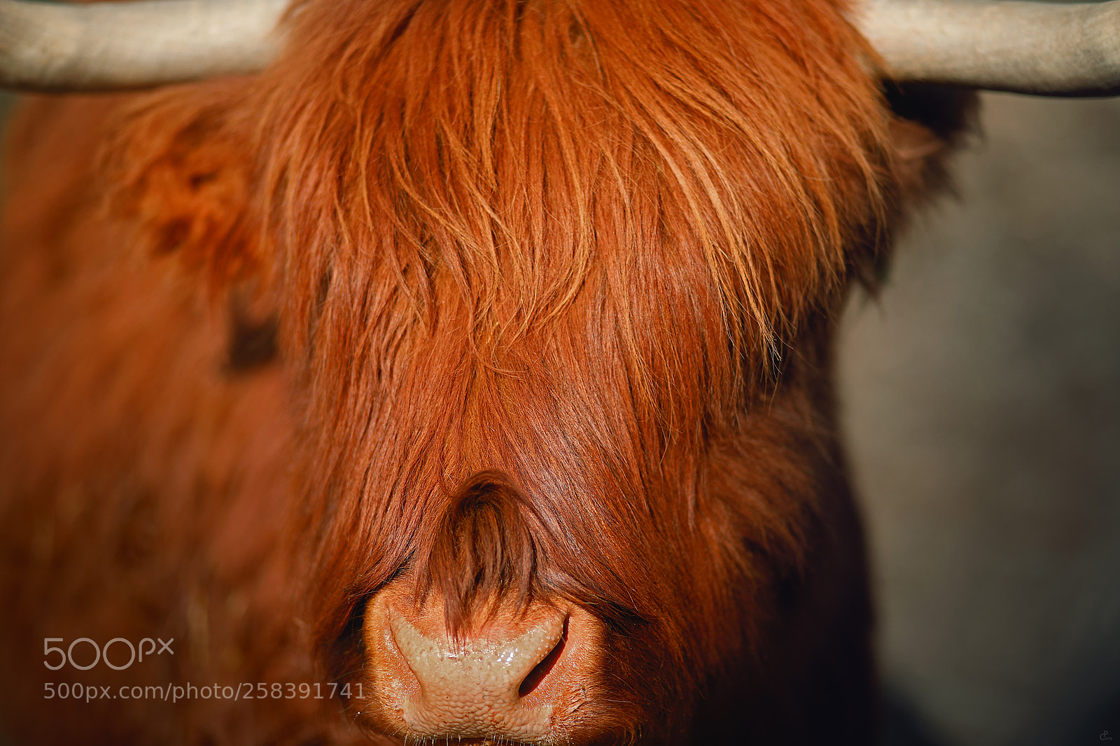 Canon EOS 5D Mark IV sample photo. Cattle... photography