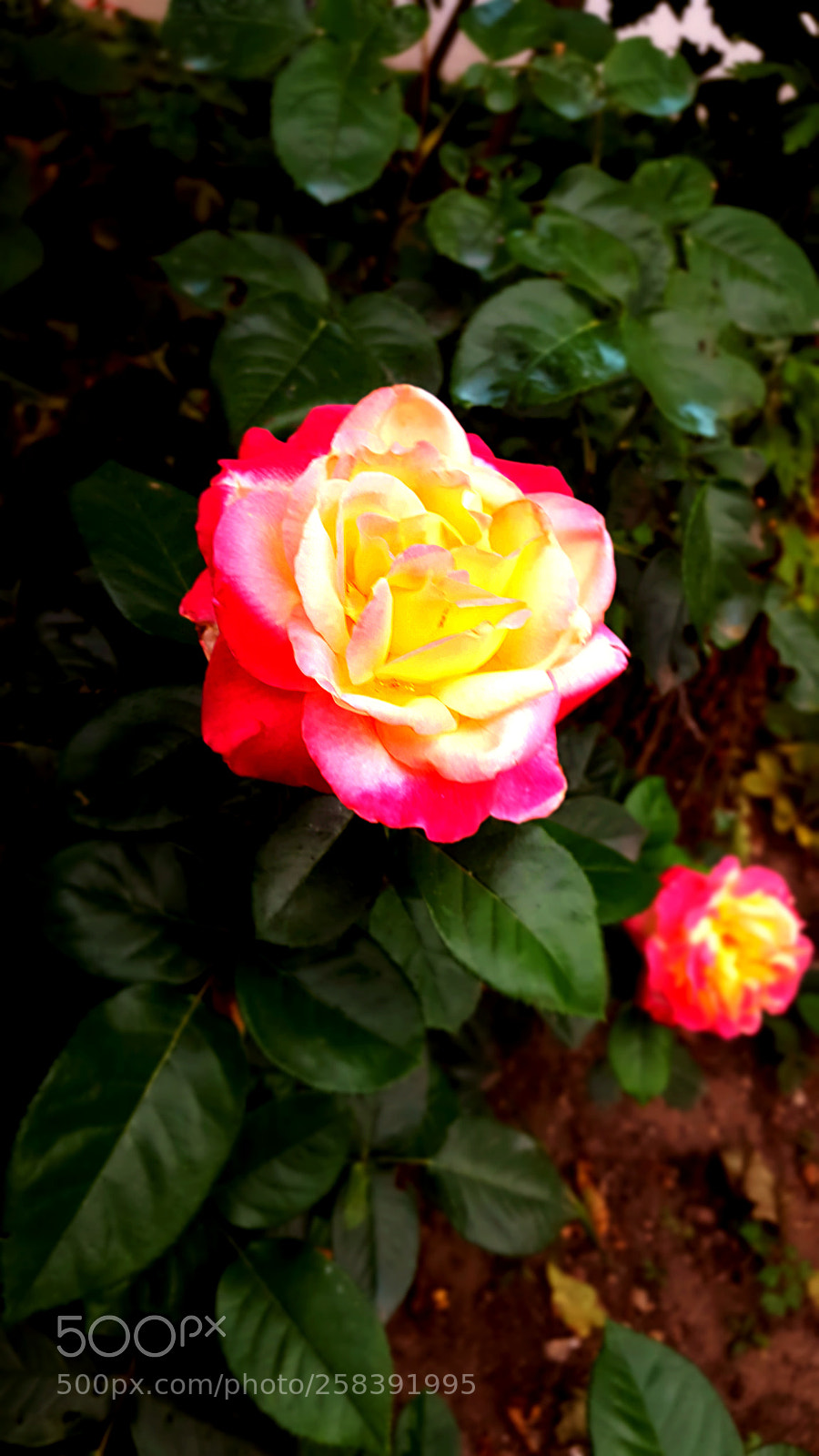 Samsung GALAXY S6 edge sample photo. Fotor photography