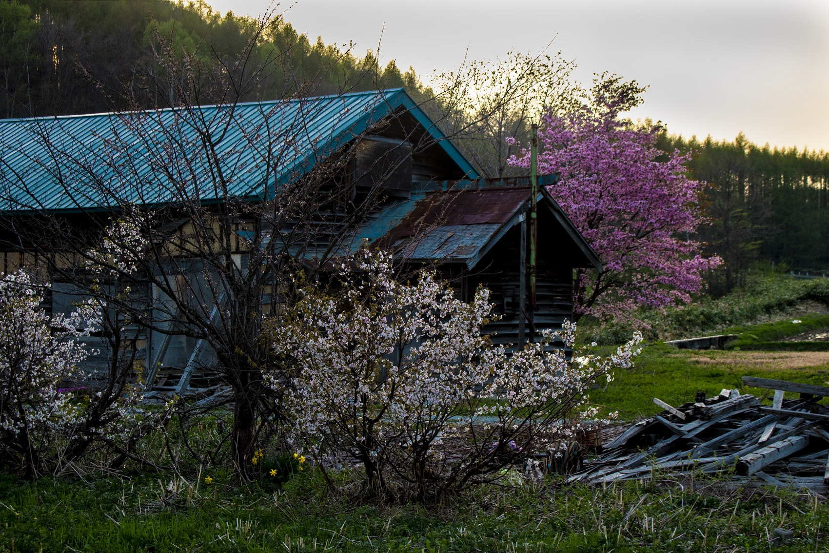 Canon EOS 760D (EOS Rebel T6s / EOS 8000D) sample photo. Ruins and cherry blossoms photography