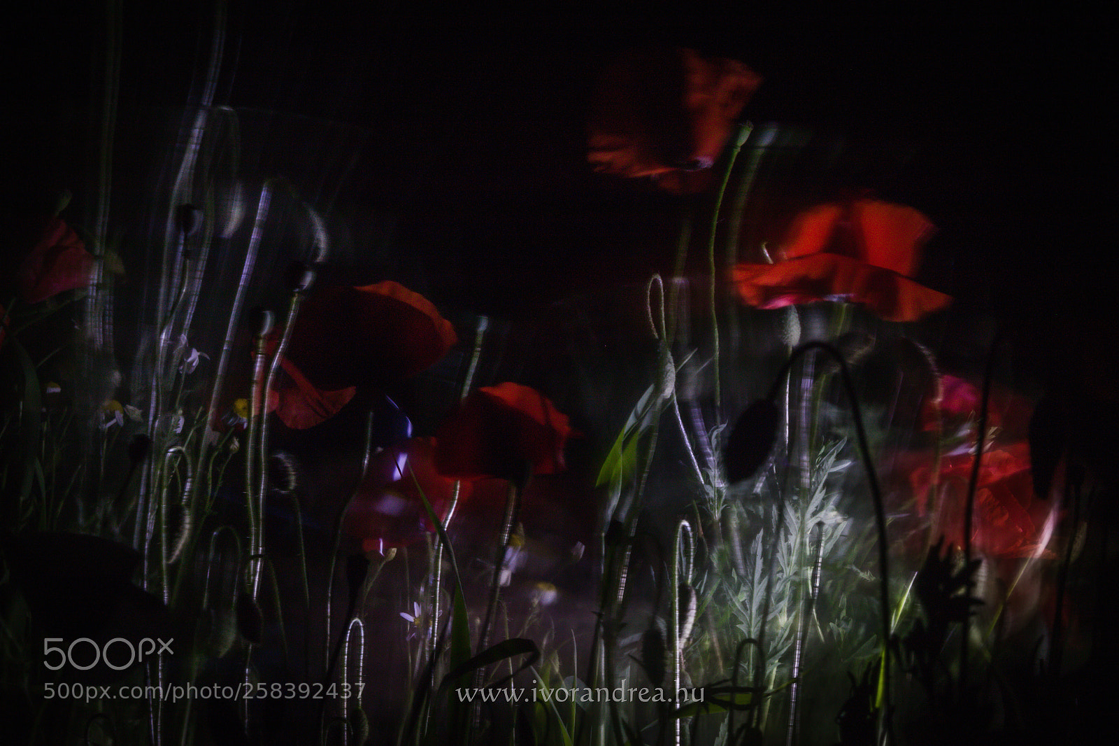 Canon EOS 70D sample photo. Poppies by night photography