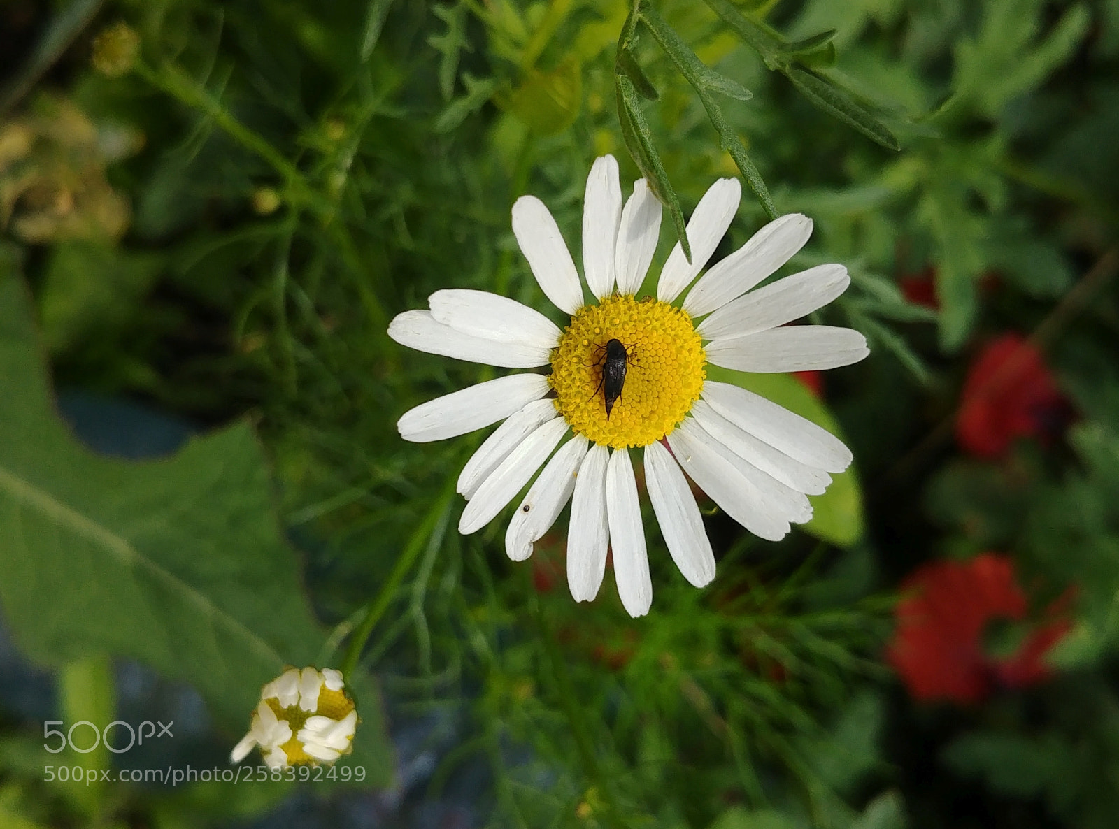 LG G6 sample photo. Flower with bug photography