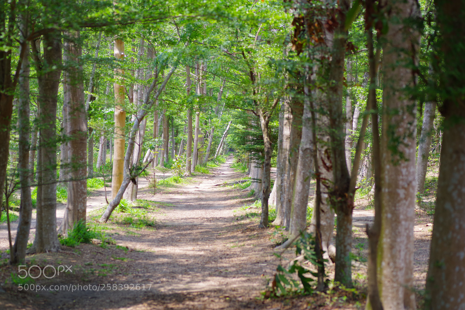 Pentax K-1 sample photo. My year my life  photography