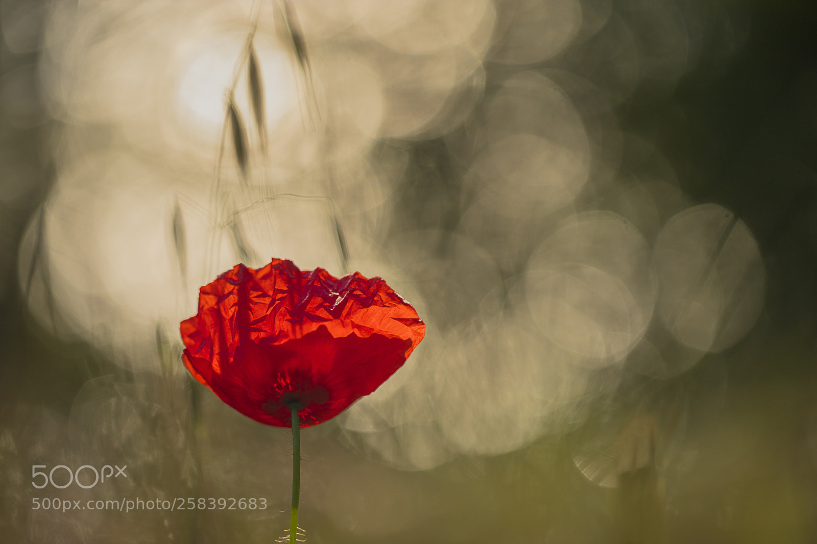 Canon EOS 6D Mark II sample photo. Magic poppy photography