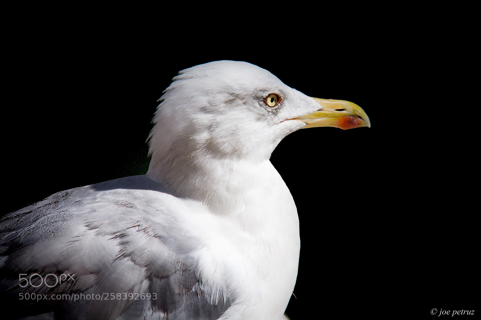 Canon EOS 650D (EOS Rebel T4i / EOS Kiss X6i) sample photo. Seagull photography